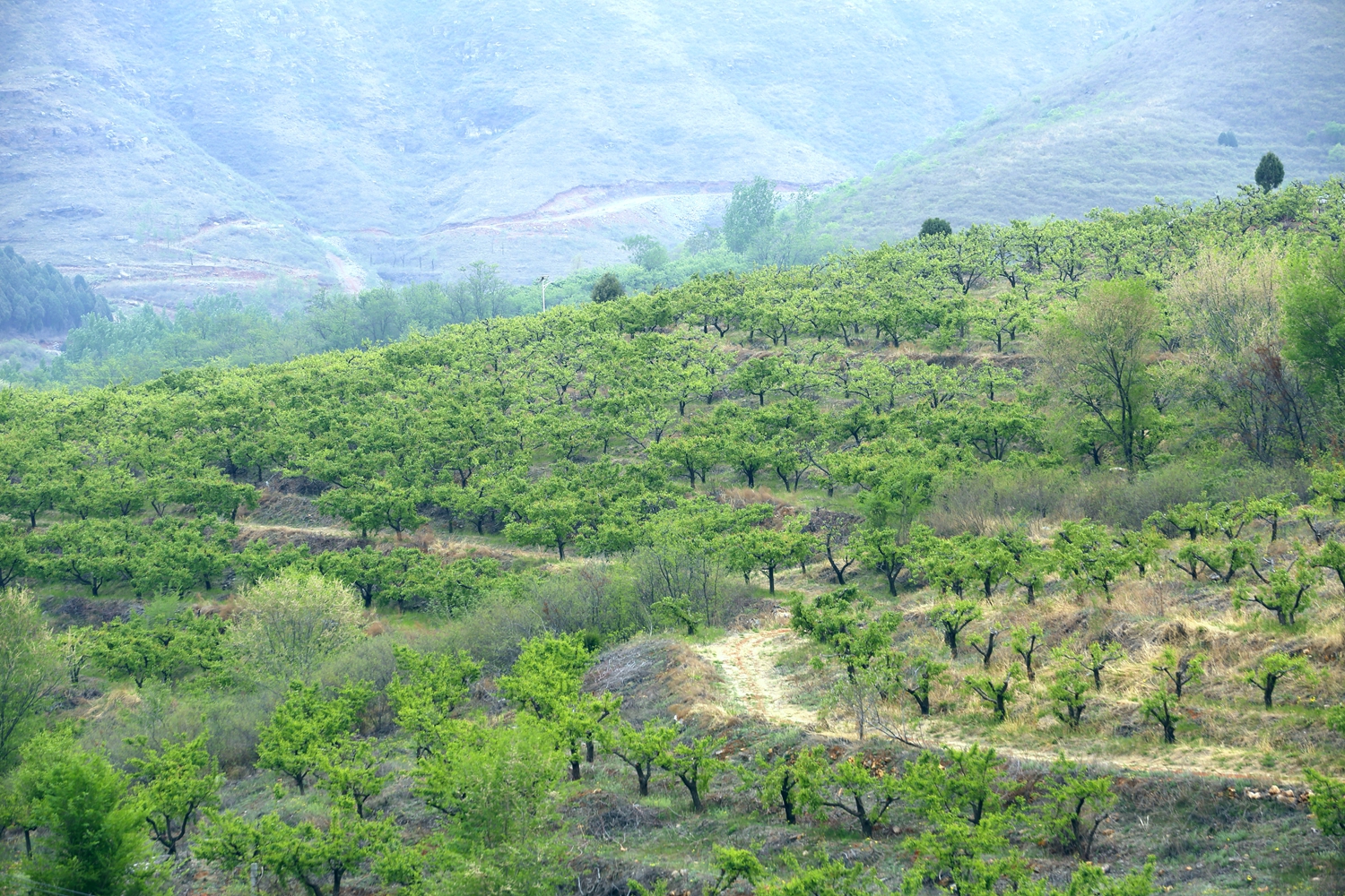 保定市滿城區：花褪殘紅青杏小_fororder_錯落有致的杏樹 攝影 田素然