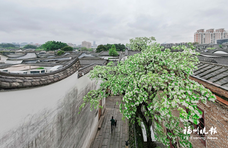 福州三坊七巷百年流苏胜似雪 扮靓古老坊巷