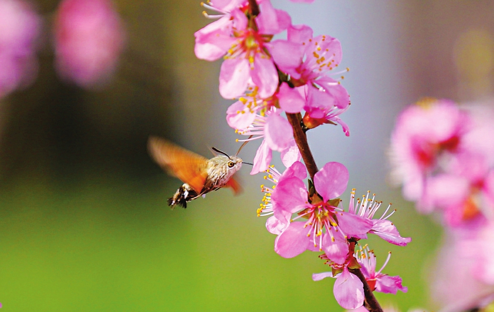 太原：春有约 花不误_fororder_11