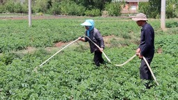 贵州威宁：早熟土豆管护忙 助农增收添“薯”光