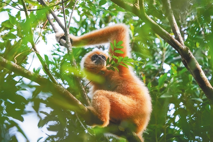 海南：海南长臂猿种群和数量稳步提升