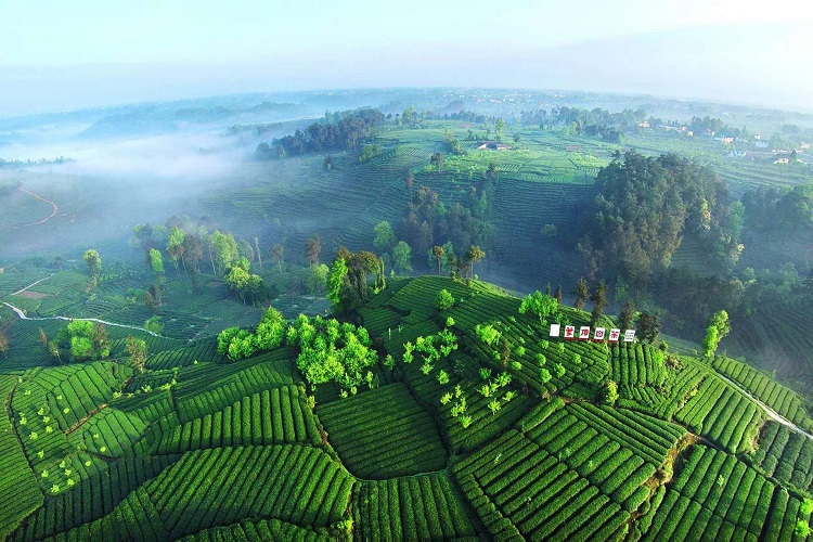 四川雅安：三茶统筹引领茶产业转型升级