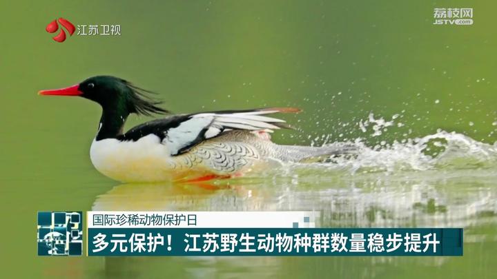 国际珍稀动物保护日 多种珍稀动物现身春日江苏