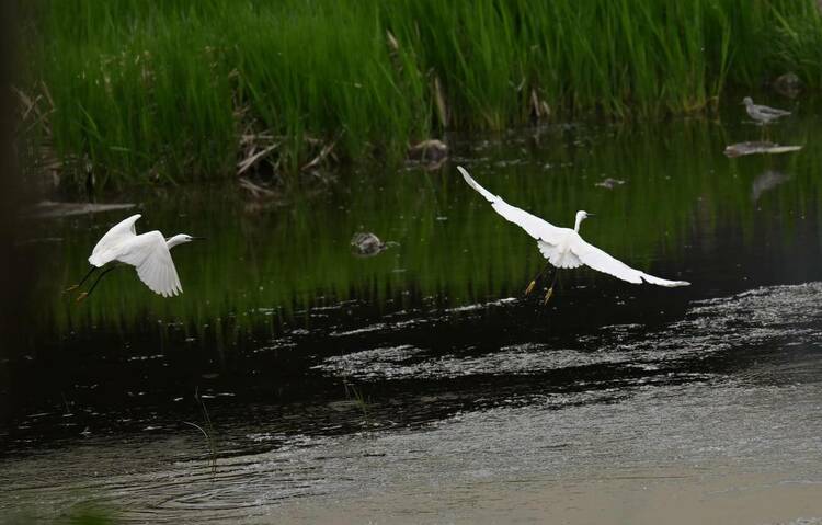 瀋陽：群鳥匯聚白沙河