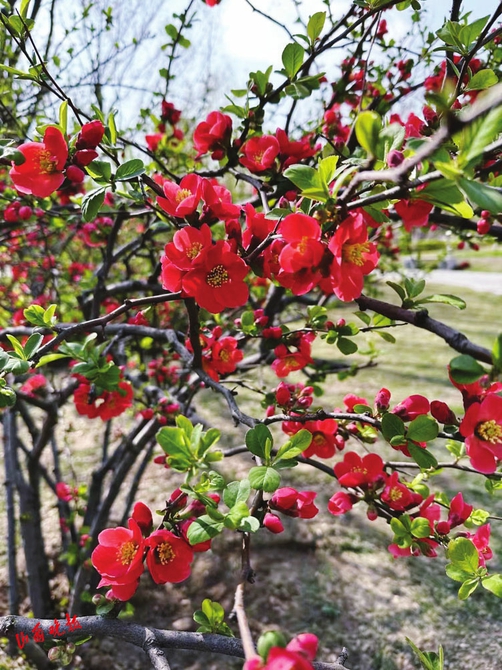 太原：春有约 花不误_fororder_55