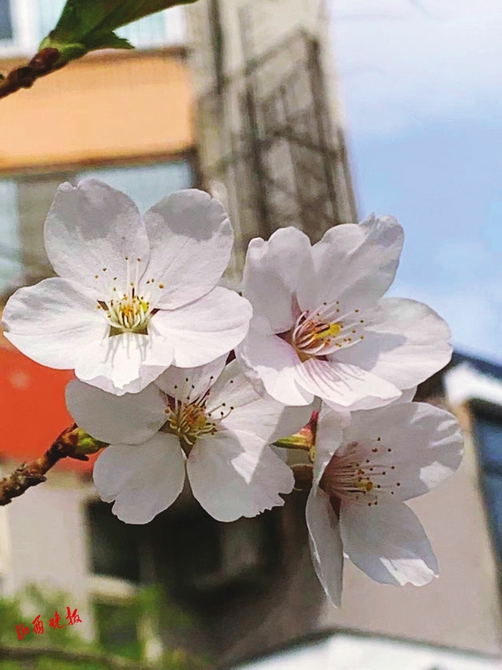 太原：春有约 花不误_fororder_6