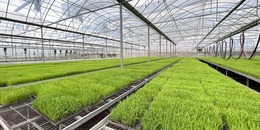 惠安：有力有序推進春季農業生産，助推現代農業高品質發展