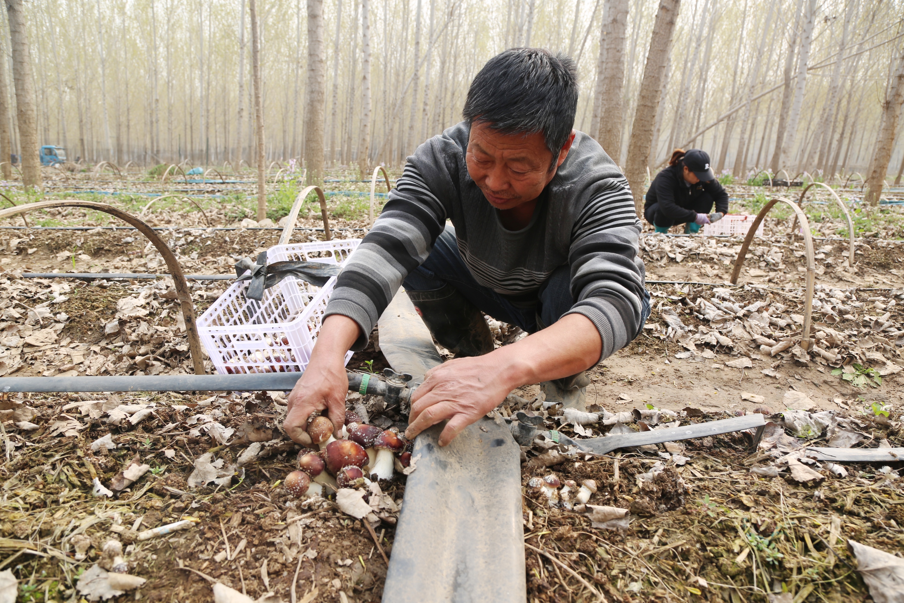 河北定興：林下赤松茸 生出好“錢”景_fororder_002