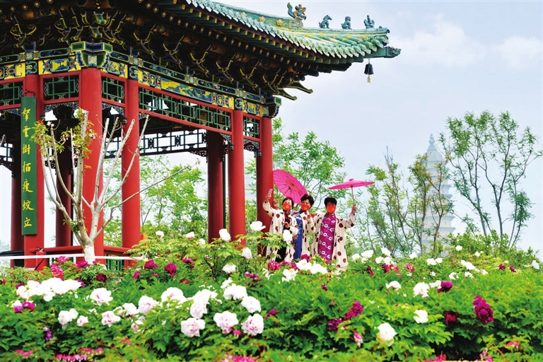 山西太原：全国唯一的明代“紫霞仙”牡丹艳压群芳