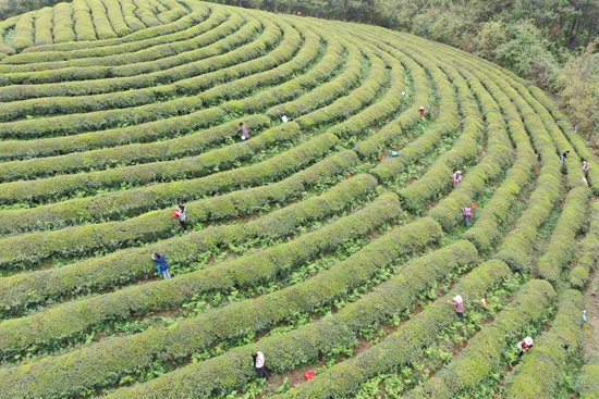 貴州鎮遠：春茶飄香採摘忙_fororder_2024年4月8日，村民在貴州省黔東南苗族侗族自治州鎮遠縣羊場鎮紮營關茶場採摘春茶（無人機照片）。 (3)