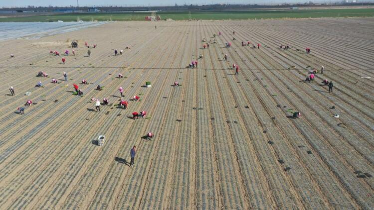 【原創】武威市涼州區五和鎮:春好正是耕種時_fororder_圖片1