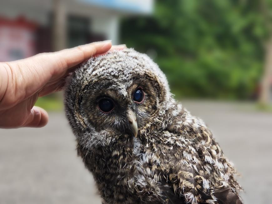湖南洞口縣：眾人愛心接力 幫助“灰林鸮”回歸自然_fororder_圖片16