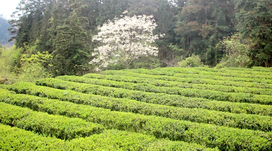 貴州鎮遠：魚米都坪茶飄香 鄉村振興産業旺_fororder_IMG_8389_副本