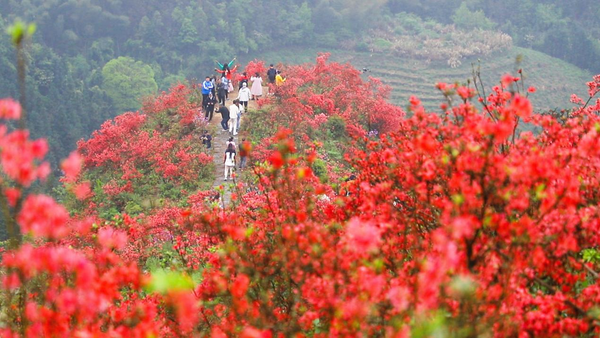 廣西靈川：杜鵑花開映山紅