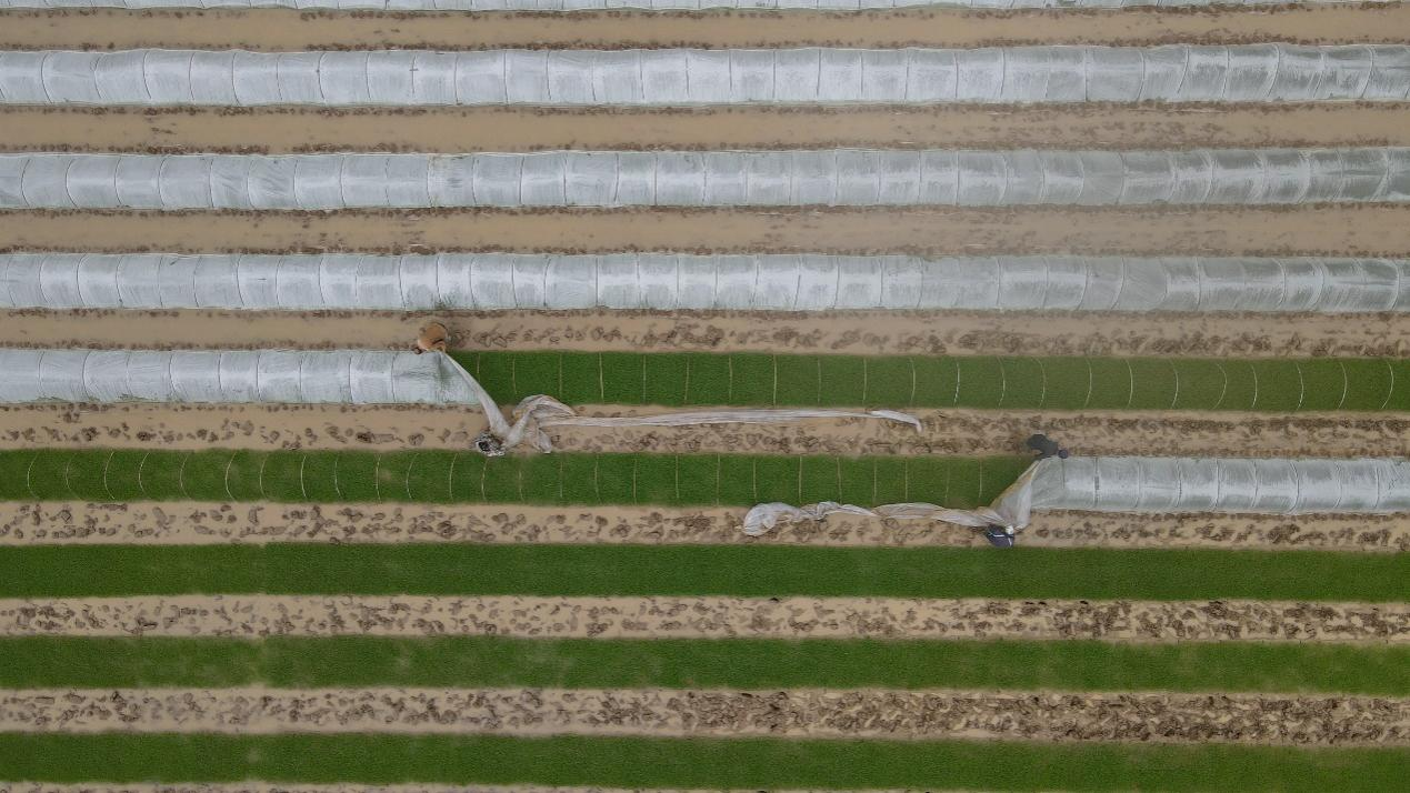 田間農事新 糧食生産大鎮春耕一線見聞_fororder_圖片6