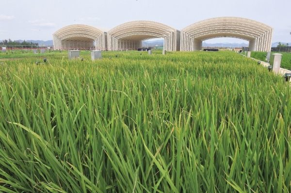 “湖”“海”攜手,共赴開放高地