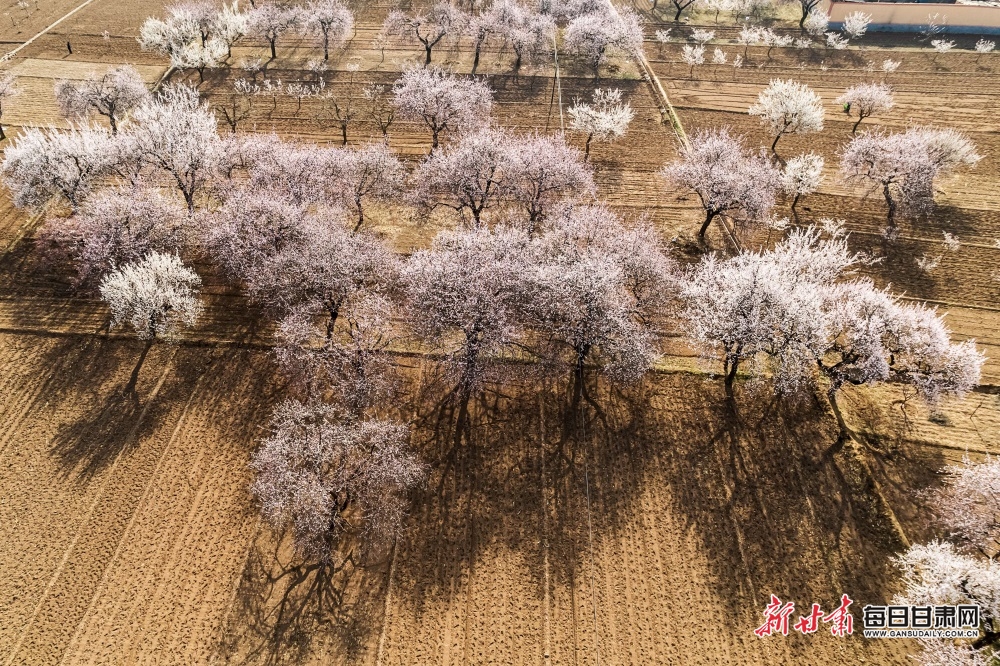 【轮播图】甘肃临夏东乡唐汪：一夜东风粉蕊开 沁人花气扑帘来_fororder_3