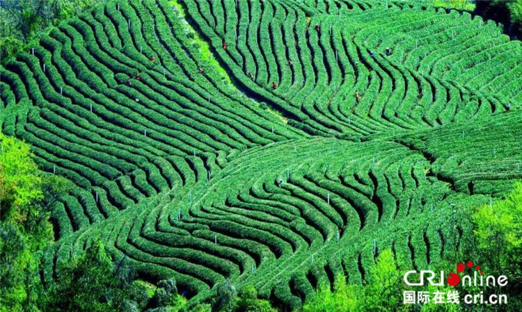 2018湖北茶文化游启动仪式在竹溪举行