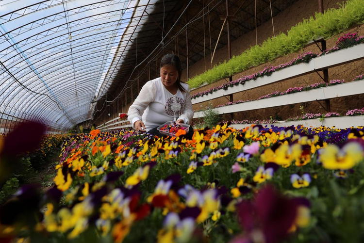 河北平泉:餐飾花卉采收忙 農民致富道路寬_fororder_圖片 4