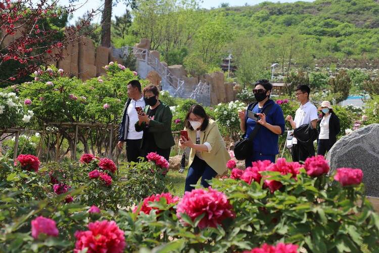 葫芦岛：牡丹花开，国色“添乡”