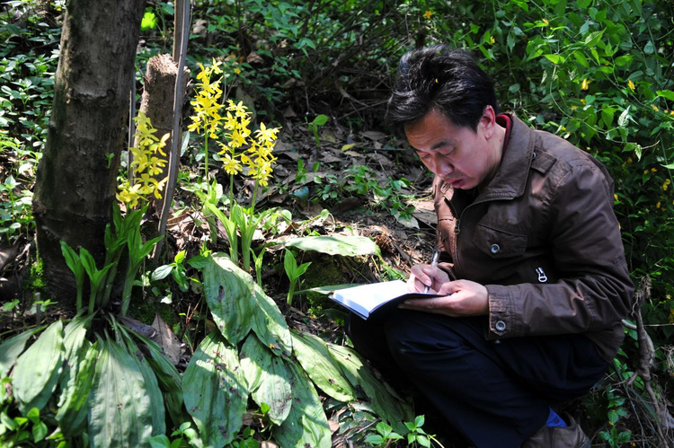 世界極危物種大黃花蝦脊蘭花開峎山_fororder_圖片3