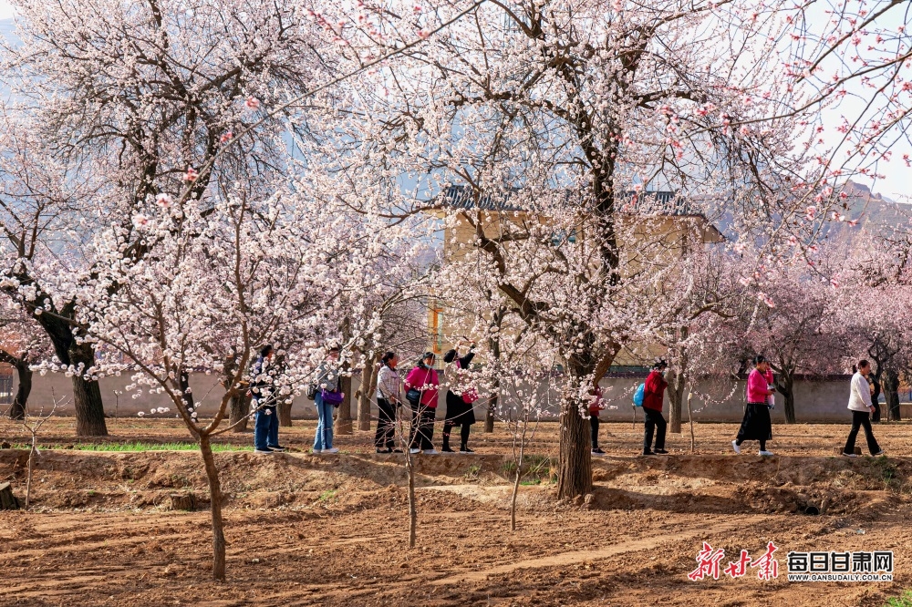 【轮播图】甘肃临夏东乡唐汪：一夜东风粉蕊开 沁人花气扑帘来_fororder_2