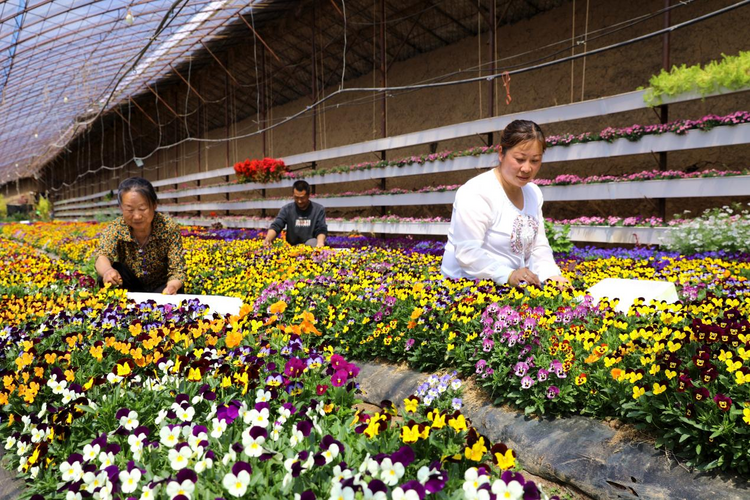 河北平泉:餐飾花卉采收忙 農民致富道路寬_fororder_圖片 2