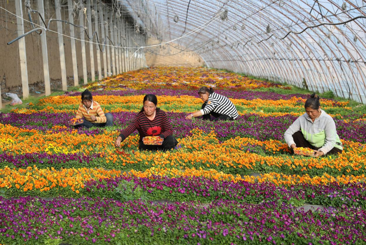 河北平泉:餐飾花卉采收忙 農民致富道路寬_fororder_圖片 1