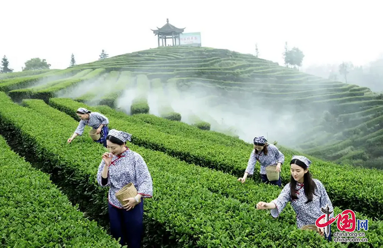 （轉載）瀘州納溪：數字賦能茶産業提質增效
