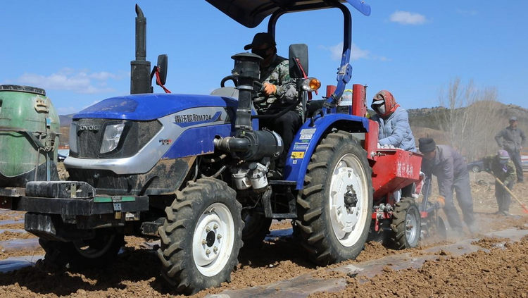 河北平泉:“訂單土豆”播種忙 農民致富信心足_fororder_圖片 2