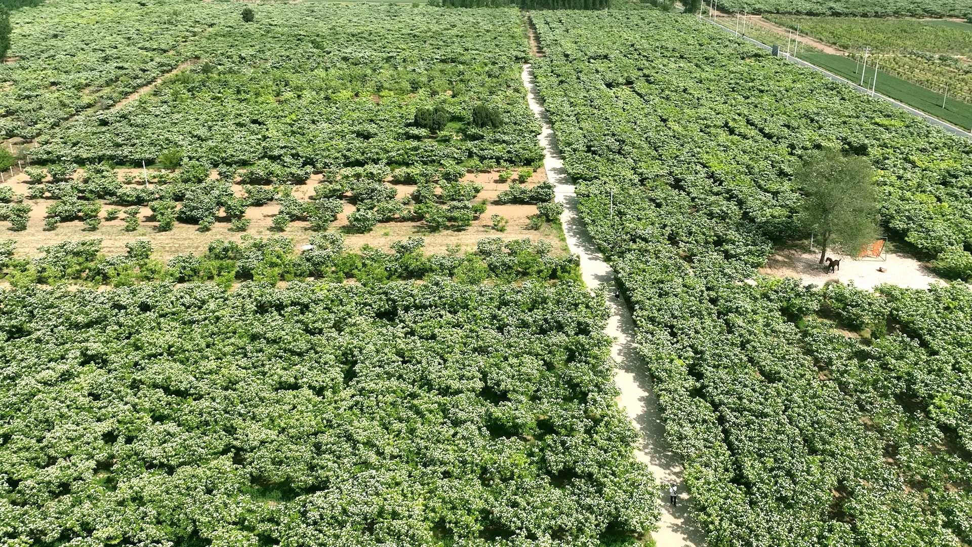 邢臺清河:山楂花開香滿園_fororder_101b5ca27fb41eae1a41ada2120d3f75_