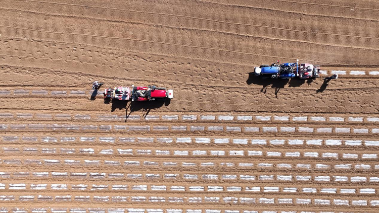 河北平泉:“訂單土豆”播種忙 農民致富信心足_fororder_圖片 1