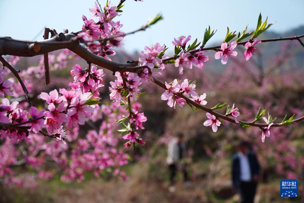 山東濰坊：桃花灼灼山色新