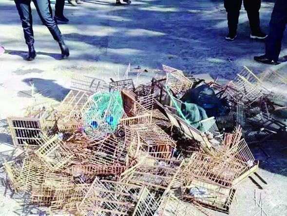 黑龙江省野保志愿者配合林业、公安 拆网清笼放飞被困候鸟