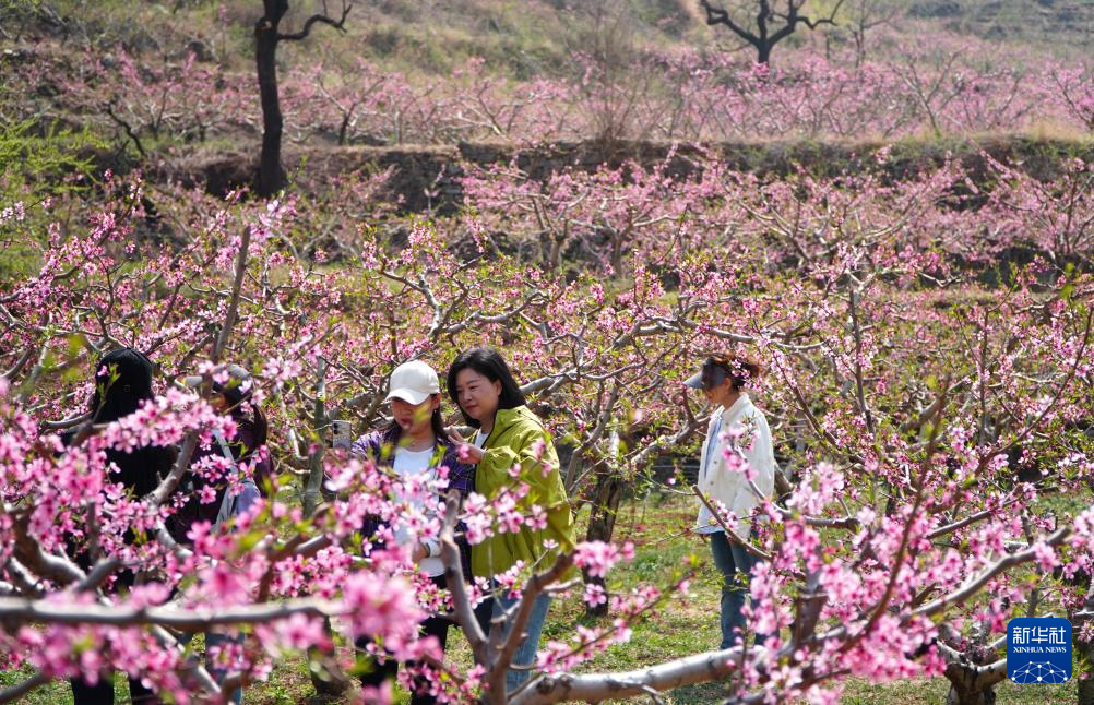 山東濰坊：桃花灼灼山色新