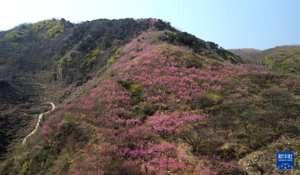 山東濰坊：桃花灼灼山色新