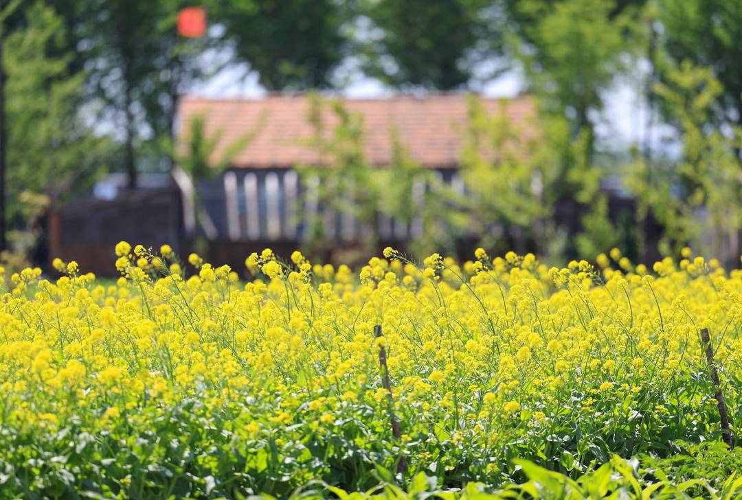 如畫！白菜開花黃燦燦