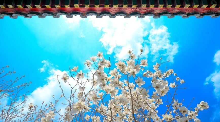 瀋陽故宮：宮裏賞花，春光正好