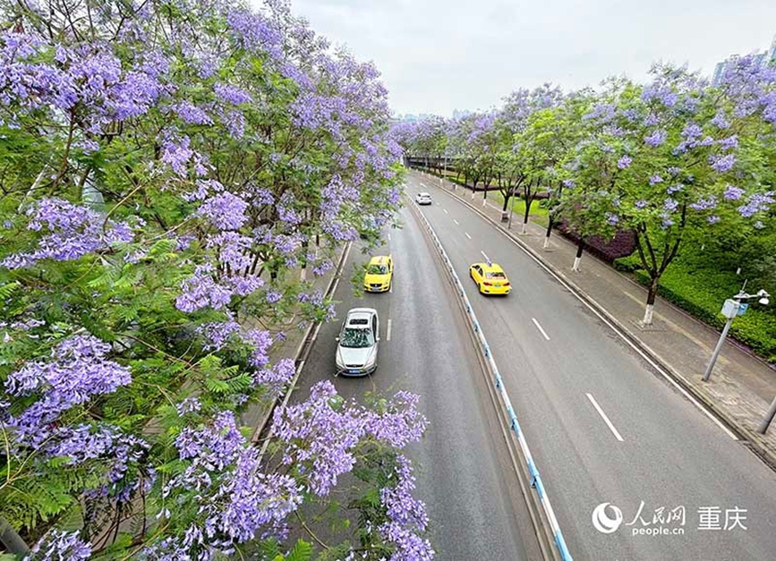 重庆街头蓝花楹盛放 成片花海扮靓城市