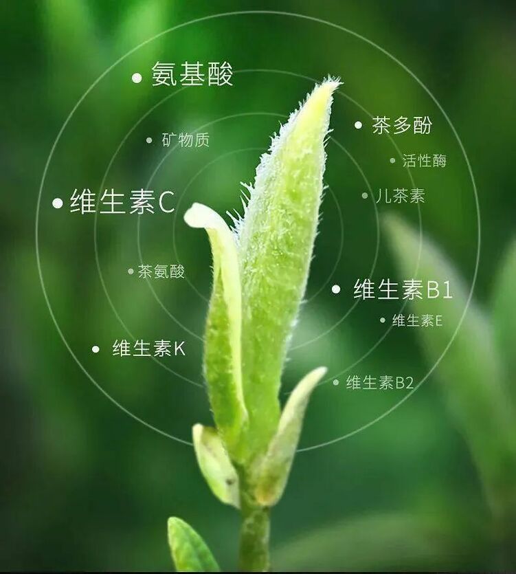 朱虹 龙溪虎：永新白茶 独具四香