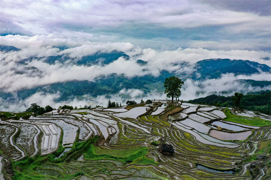 广西龙胜：和美乡村 夏景如画_fororder_5月12日，在广西桂林市龙胜各族自治县泗水乡拍摄的小岩底梯田云海景观。 (11).JPG