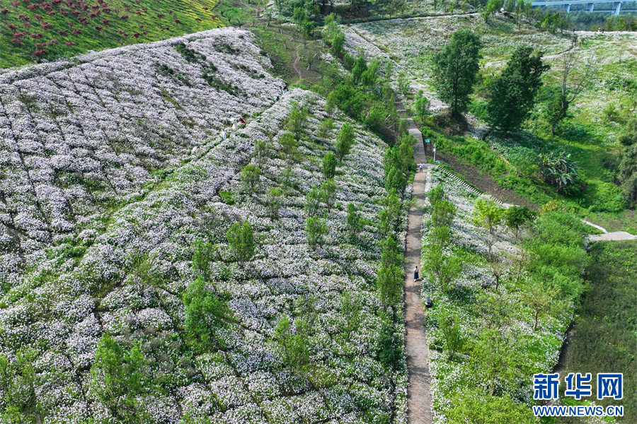 重庆：九万平方米月见草集中绽放 似“莫奈花园”