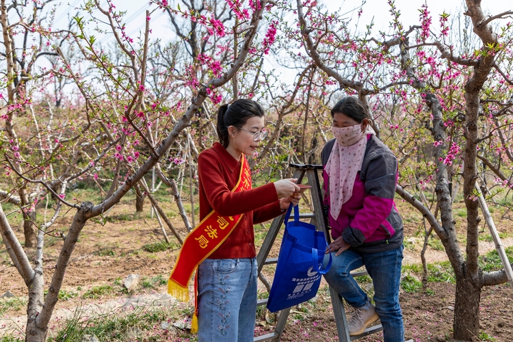 圖片默認標題_fororder_工作人員向桃農普法宣傳 攝影 顏麗媛