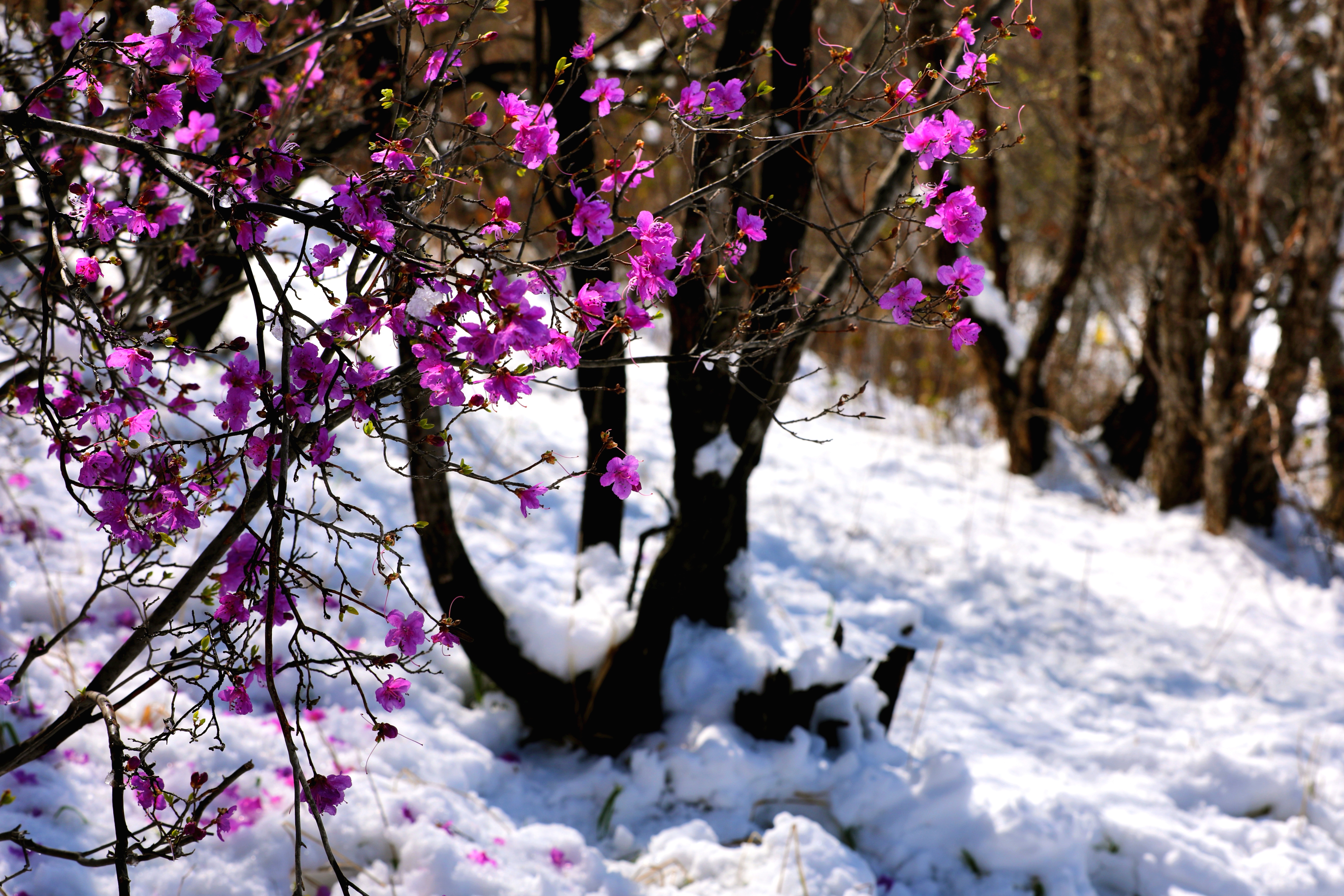 阿荣旗现五月杜鹃浴雪绝景_fororder_微信图片_20240514151541