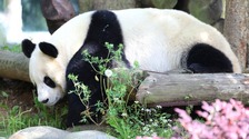 江蘇南京：大熊貓樂享初夏陽光
