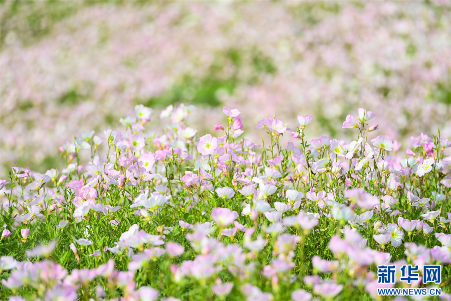 重庆：九万平方米月见草集中绽放 似“莫奈花园”