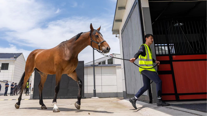 Second International Equestrian Open Will Kick off in June in Hangzhou Tonglu with Racehorses Touching down in Tonglu