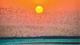 丹東：萬鳥蹁躚生態美