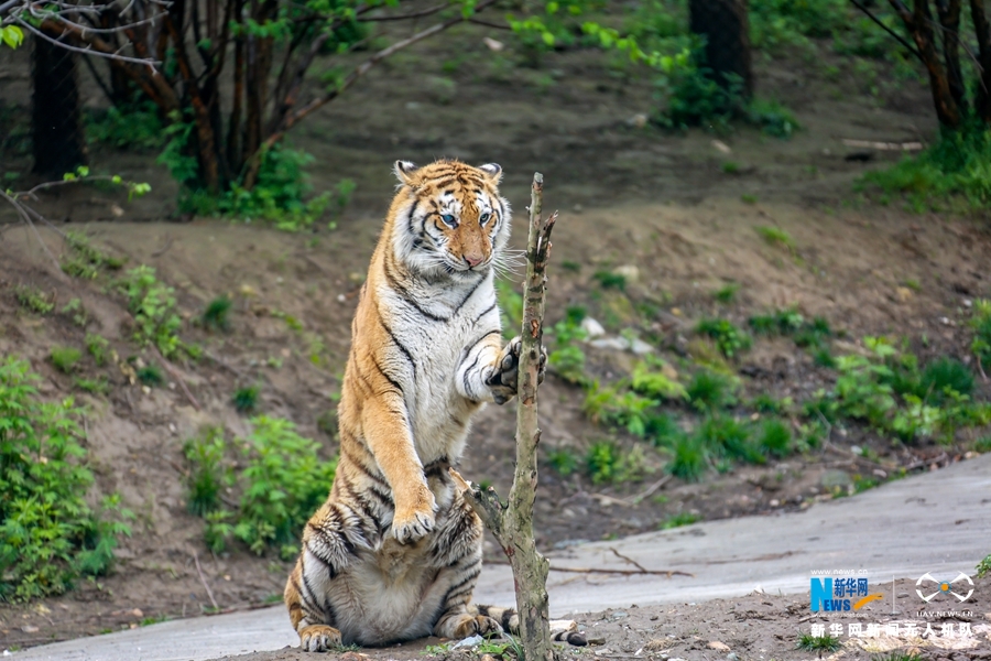 饲养员通过空中溜索投放鸡,鸭等活体动物时,"喜寒厌热"的东北虎的野性