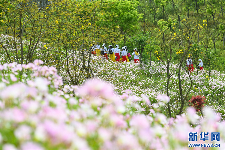 重庆：九万平方米月见草集中绽放 似“莫奈花园”